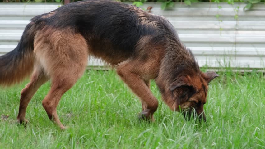 a german shepherd dog sniffing snacks in grass on the lawn, playing searching game