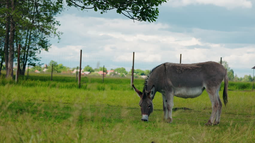 Gray donkey grazing alone in a peaceful grassy field near a village, surrounded by trees and a wire fence under a cloudy sky. High quality 4k footage