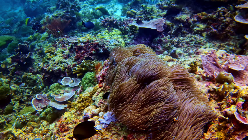 Close up on the undulating movement of the anemone and clown fish living within