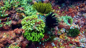 Mesmerizing natural neon colors in Indonesian coral reef environment - Powered by Shutterstock - Get 15% off with code: PIKWIZARD15