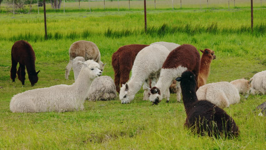 Group of alpacas in various colors resting and grazing on a green pasture enclosed by a fence on a farm. High quality 4k footage