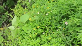 A video showing green foliage with blooming yellow Wedelia, white Tridax, and pink Lantana flowers in a lush tropical garden. - Powered by Shutterstock - Get 15% off with code: PIKWIZARD15