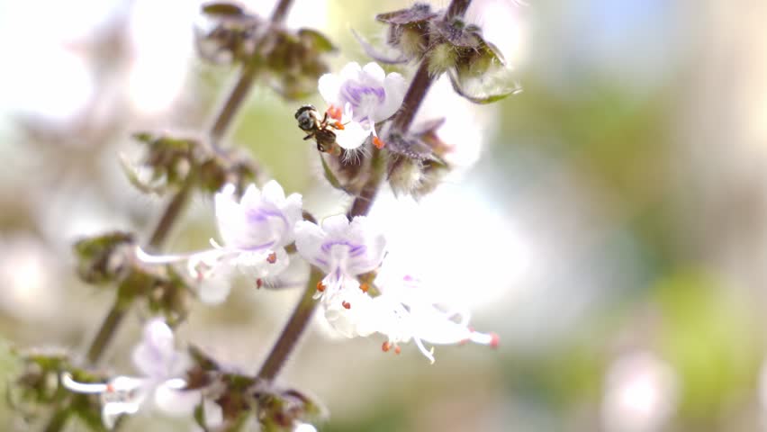 Australian Native Bee Collecting Nectar From Flowers - Close Up