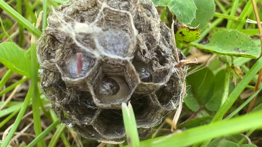 wasp larvae in a wasp hive, macro video