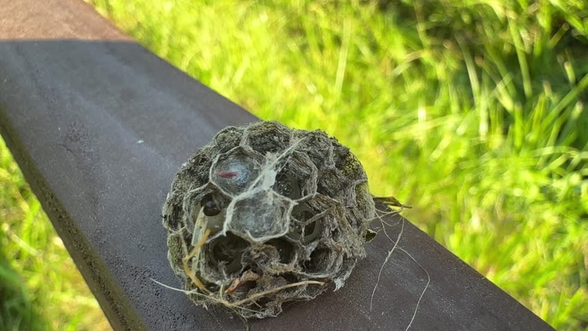 wasp larvae in a wasp hive, macro video