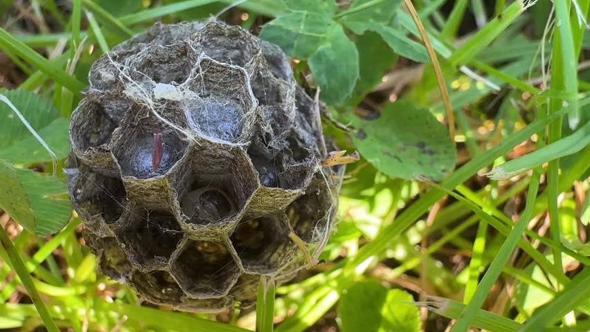 wasp larvae in a wasp hive, macro video