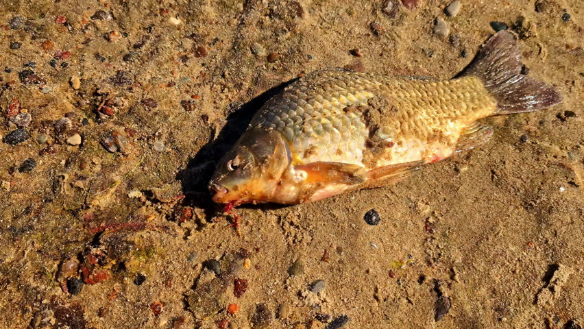 A close-up shot captures the moment a freshly caught live carp, a freshwater fish, lies on the sand after being reeled in by an angler, representing the hobby of sport fishing.