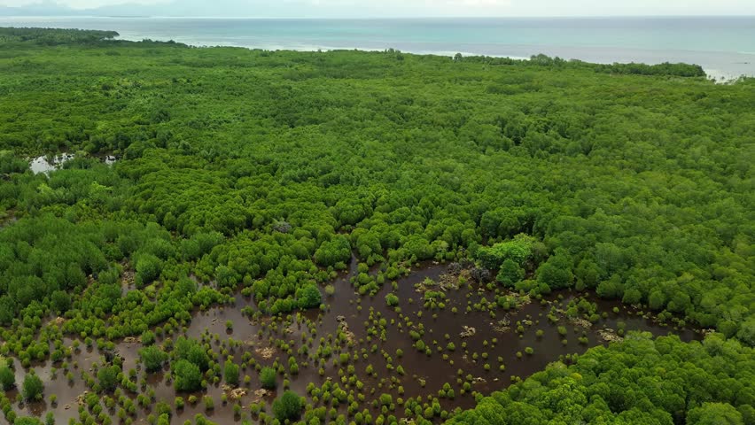 Smooth aerial pass moves over vast mangrove wetlands dotted with young seedlings near San Jose, Puerto Princesa, Palawan, then opens onto calm coastal shallows and the distant Sulu Sea horizon.
