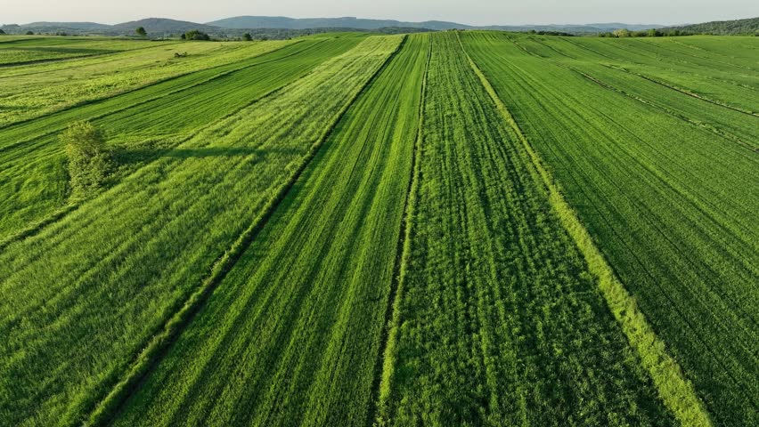 Green meadows and hills near medieval Dreznik Grad. Drone view of wide green fields and rural paths near Dreznik city. Vibrant landscape, spring growth, sense of peace typical for Croatian villages.