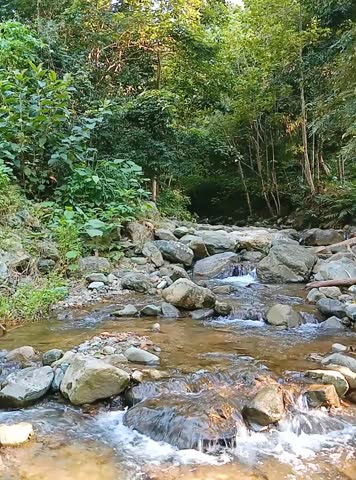 Peaceful stream flowing over rocks in a lush green forest. Calm and natural countryside scene with clear water and mossy stones