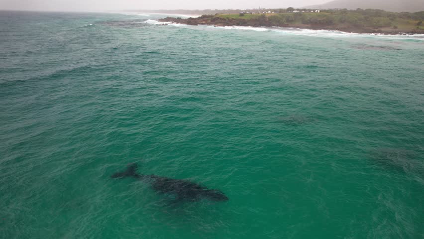 Humpback Whale Swims Under Surface In Coastal Waters Of Byron Bay In Australia. drone shot, tilt-down