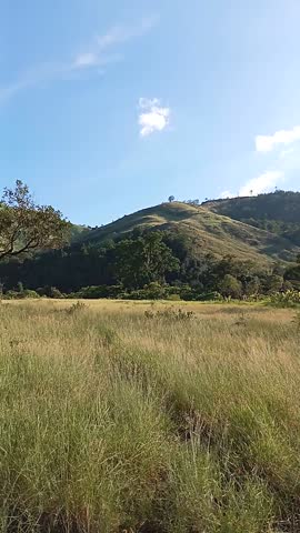 Golden grasslands stretch across rolling green hills under a bright blue sky with scattered clouds. A stunning savanna landscape that captures the wild beauty and freedom of open nature