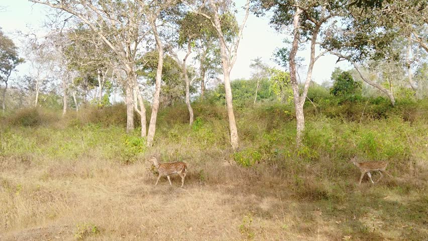 Bandipur National Park, Karnataka, India.
