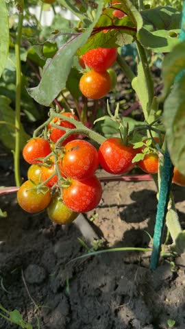 A hand gently picks ripe tomatoes from a lush garden, symbolizing harvest, organic farming, and sustainability in agriculture