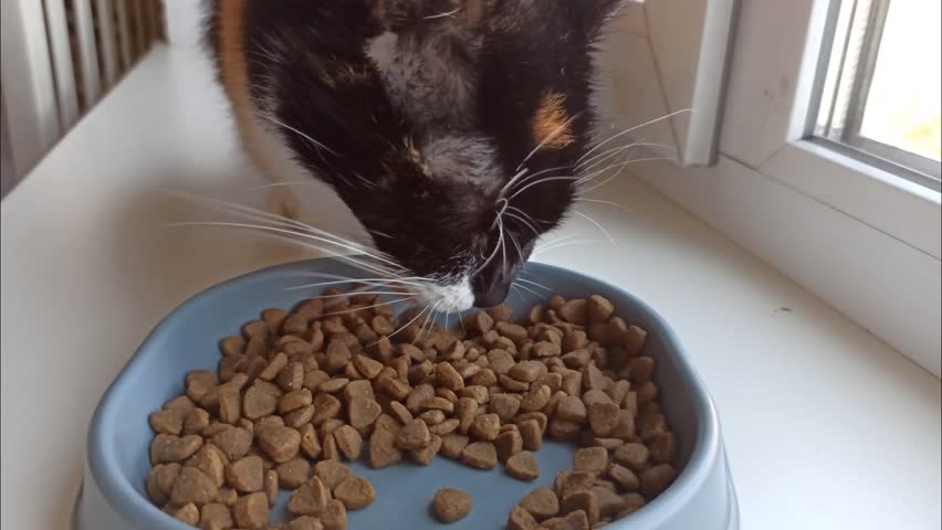 Tricolor cat eating dry food from a grey bowl on a white windowsill indoors. Cozy home scene with natural light. Real candid moment of a domestic pet during feeding.