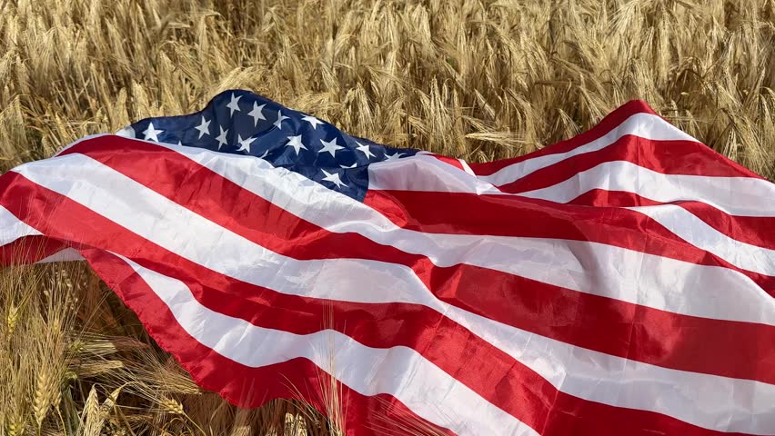An American flag waves over a golden wheat field, symbolizing patriotism, agriculture, and harvest festivals evokes rural Americana