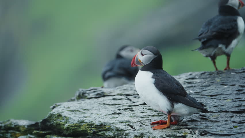 Puffin flapping wings on cliffside rock, foggy Skellig Michael, telephoto close up
