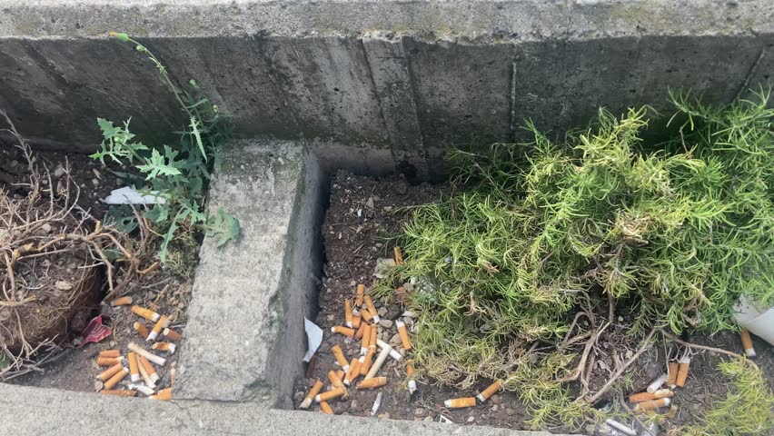 Panning shot of a rosemary flowerbed filled with cigarette butts, paper scraps, and used plastic cups. Emphasizing pollution and careless human behavior.