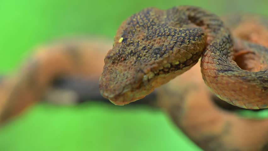 Footage of Malabar Pit Viper resting motionless on a branch in its rainforest habitat, highlighting its vivid coloration and ambush behavior. Best for documentary. 