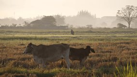 Cows Grazing in Golden Morning Light on Rural Rice Field with Misty Background - Powered by Shutterstock - Get 15% off with code: PIKWIZARD15