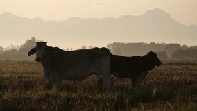 Cows Grazing in Golden Morning Light on Rural Rice Field with Misty Background - Powered by Shutterstock - Get 15% off with code: PIKWIZARD15