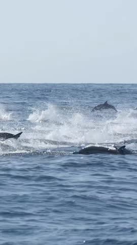 Dolphin jumping in the sea