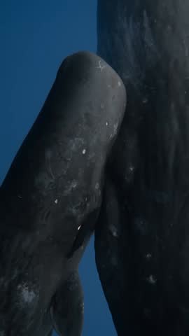 Sperm whale in the sea
