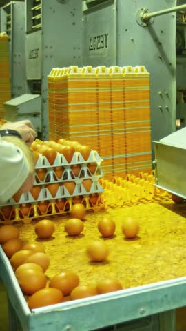 A timelapse shows workers and an automated system collaborating on a factory line to sort fresh brown eggs and manually place them into protective yellow trays for packaging
