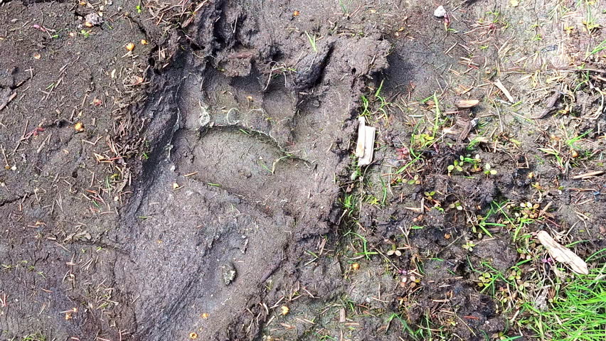 Overhead of a large bear footprint pressed into soft mud surrounded by leaves and twigs