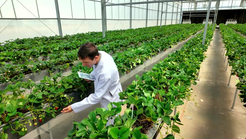 Scientist examines strawberries in a high-tech greenhouse, using a digital tablet to monitor crop health. Innovative farming methods ensure efficient, sustainable, quality fruit production year-round.