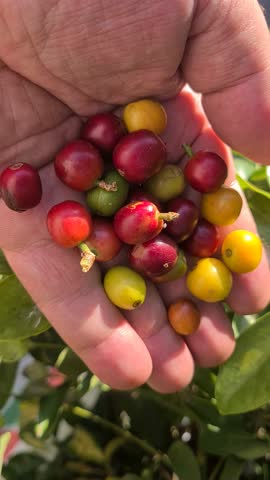 Vertical View, Hand Holding Fresh Coffee Beans, Close Up