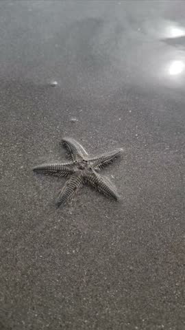 The Starfish walking on the sand beach go to the sea.