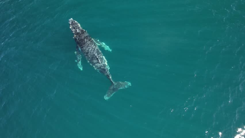 Humpback Whale Exhaling Through Blowhole Before Diving Under The Sea In New South Wales, Australia. aerial shot