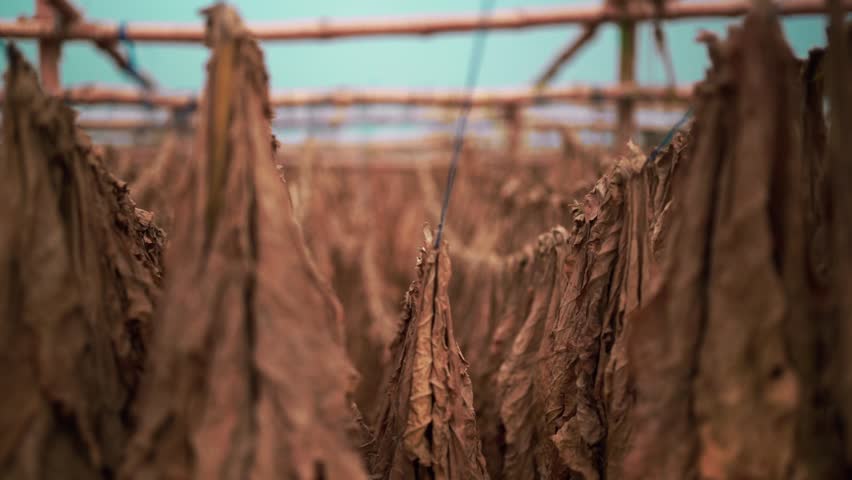 Shot of dried tobacco leaves hanging to dry.
