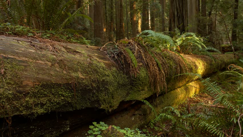 A moss-covered fallen log lies in a lush, sunlit forest. Ferns surround the scene, creating a serene and peaceful atmosphere. Sunlight filters through tall trees.