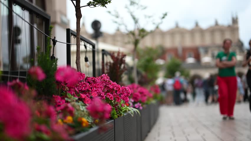 Vibrant Pink Flowers Adorn a Bustling Street Scene in Historic Krakow, Poland.