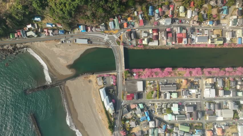 Aerial view of the Kawazu river flowing into the ocean, lined with vibrant pink cherry trees, contrasting with the town