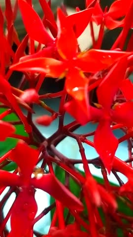 Vibrant fresh, fragrant wet red flower with water drops in a small glass vase for interior decoration in indoor background, a romantic 12s floral clip.