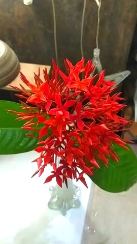 Attractive fresh, fragrant red flower with two green leaves in a small glass vase for interior decoration in indoor background, a romantic 12s floral clip.