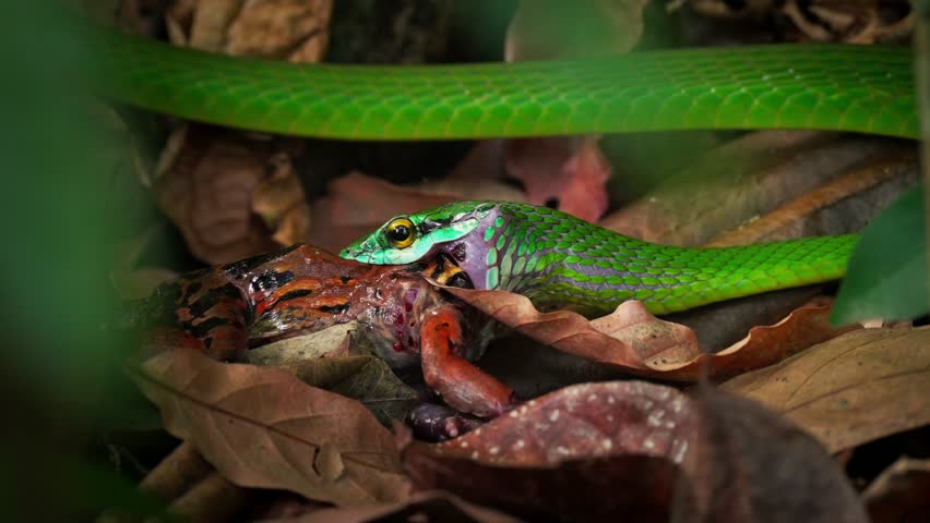 A snake eating a frog in the jungle