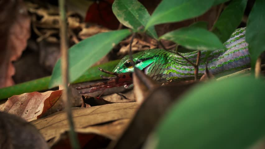 A snake eating a frog in the jungle