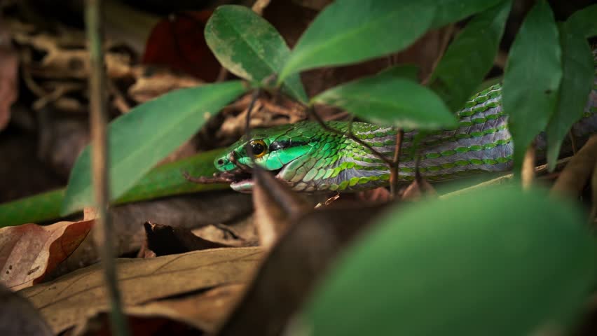 A snake eating a frog in the jungle