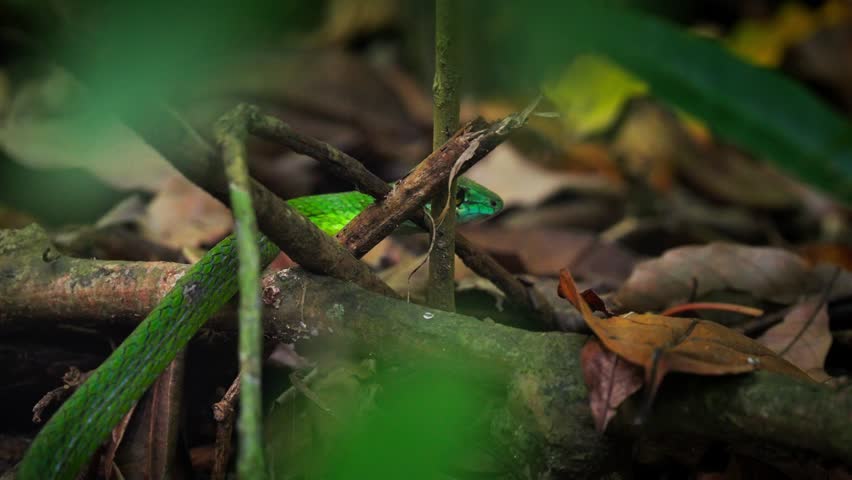 A snake eating a frog in the jungle