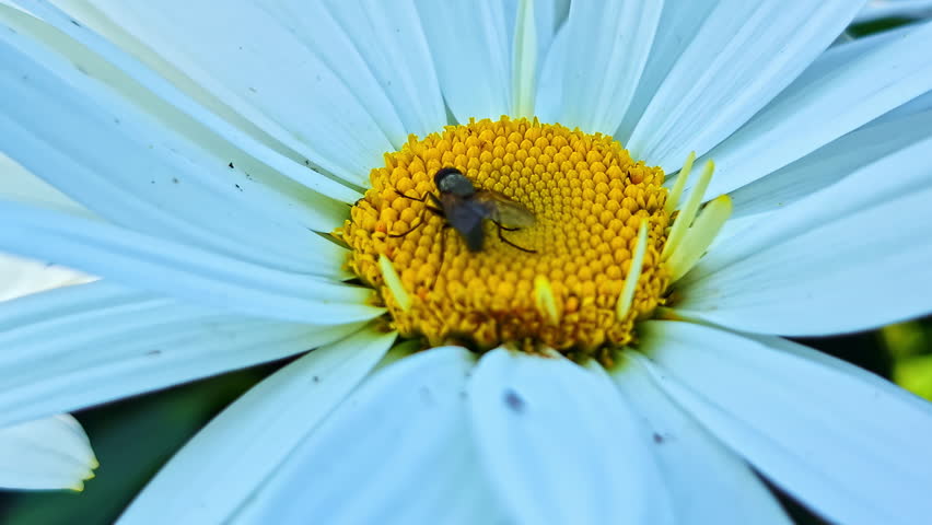 An extreme macro shot captures a small fly feeding on the detailed yellow pistils in the center of a large white daisy or chamomile flower in a summer garden.
