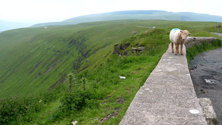 Smartly dressed sheep changing colour walking towards camera. Curious two colour, bicolour, brown and white color young sheep on Bwlch mountain in South Wales.