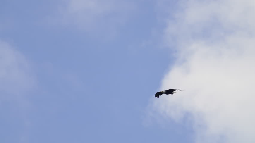 Bald eagle slowly diving down toward tree tops in the Utah wilderness.