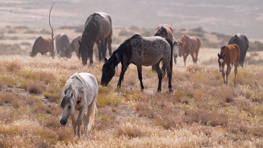 Onaqui wild horses walking through the Utah desert during the hot summer months.