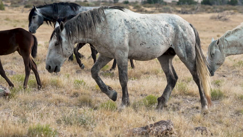 Wild horse stallion walking with an injured ankle in the Utah desert.
