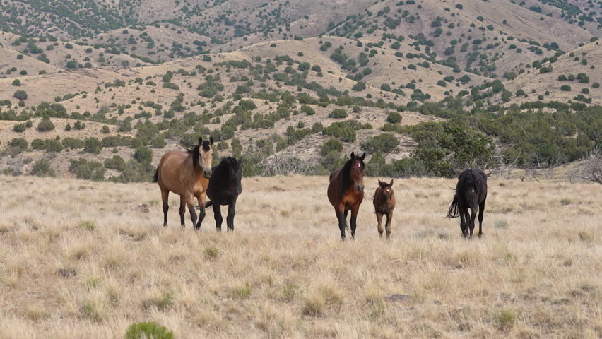 Wild horses, turning together walking through the Utah wilderness in the Onaqui herd.