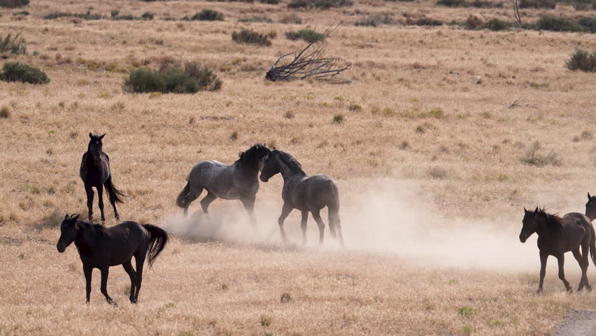 Wild horse stallions fighting in slow motion in the Utah desert.